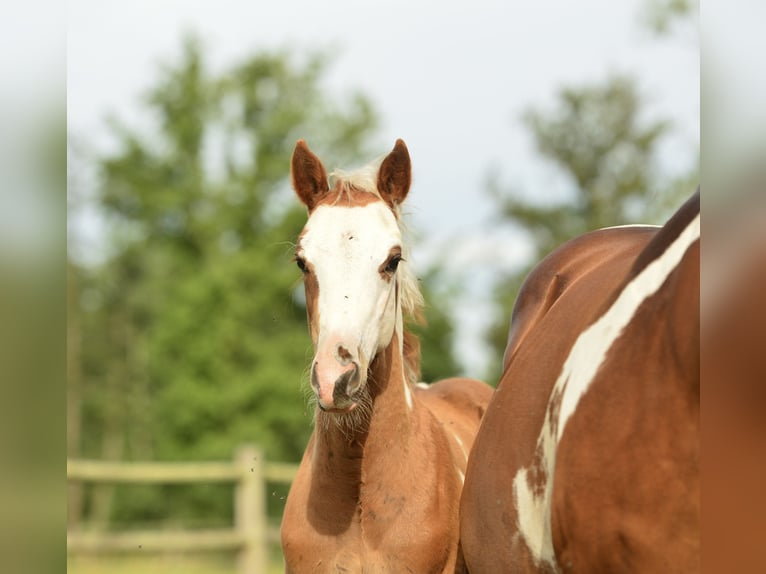 American Quarter Horse Hengst  in Meerhout
