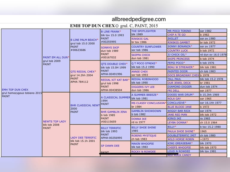 American Quarter Horse Hengst  in Meerhout