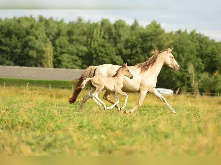 American Quarter Horse Hengst  in Meerhout