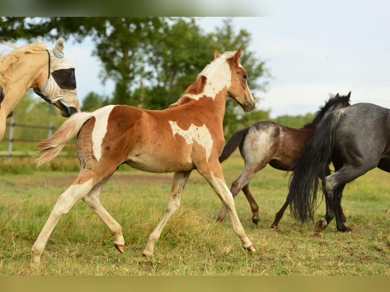 American Quarter Horse Hengst  in Meerhout