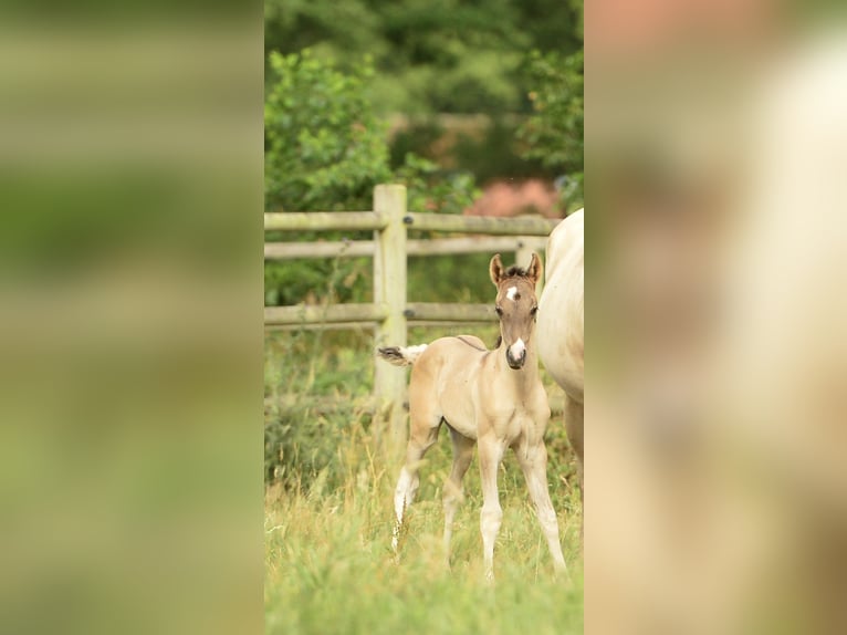 American Quarter Horse Hengst  in Meerhout