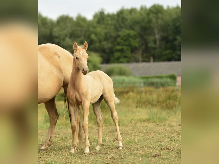 American Quarter Horse Hengst  in Meerhout