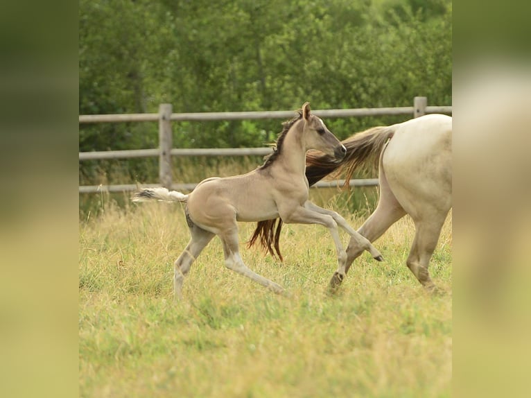 American Quarter Horse Hengst  in Meerhout