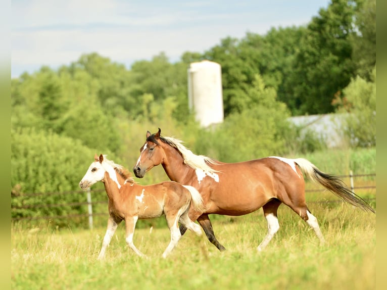 American Quarter Horse Hengst  in Meerhout