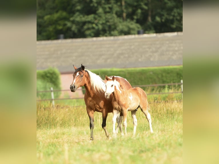 American Quarter Horse Hengst  in Meerhout