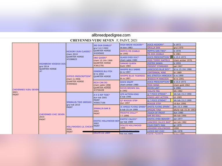 American Quarter Horse Hengst  in Meerhout