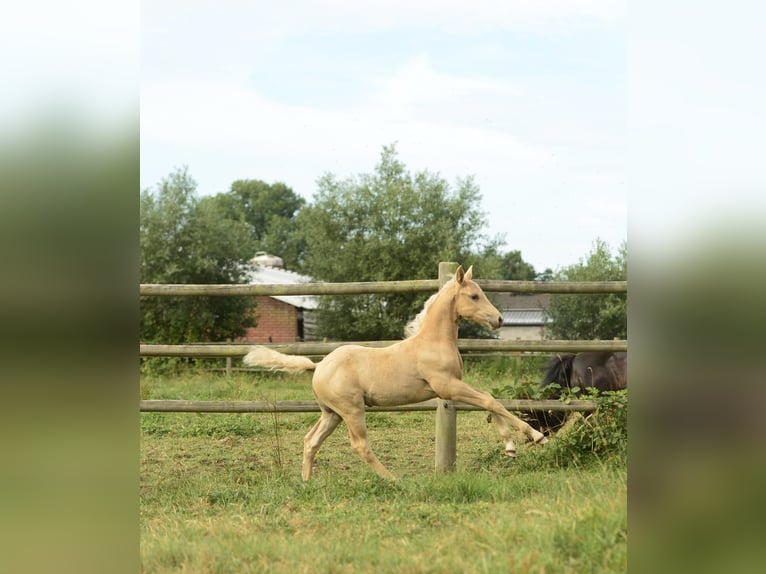 American Quarter Horse Hengst  in Meerhout