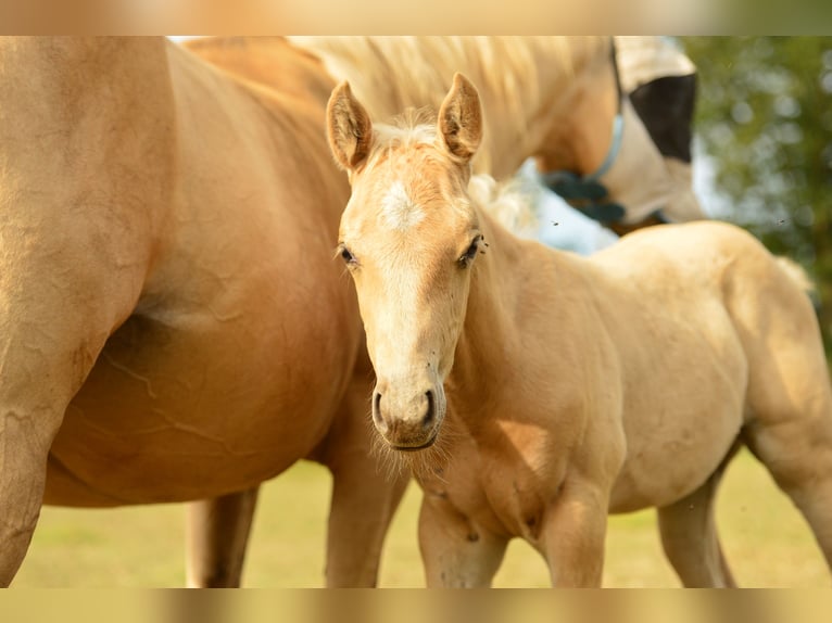 American Quarter Horse Hengst  in Meerhout