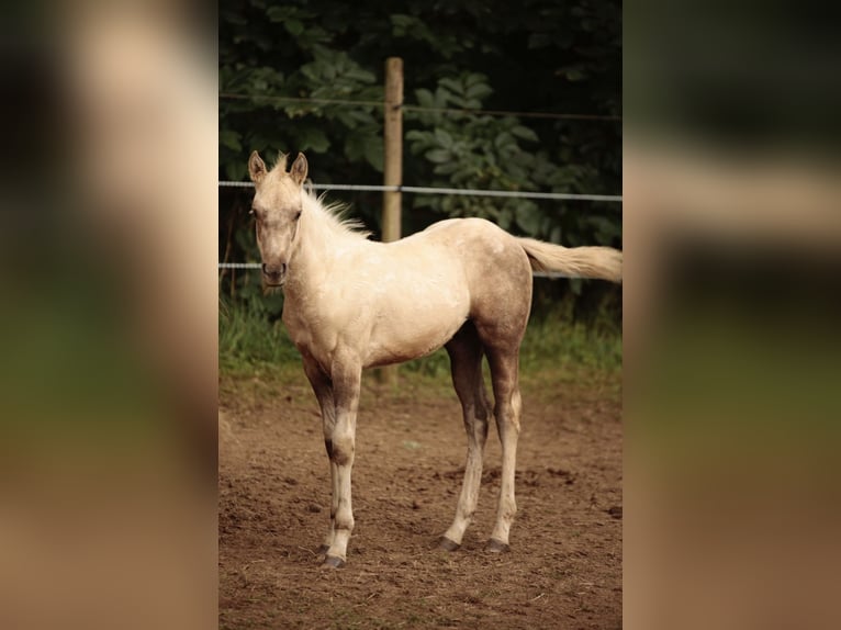 American Quarter Horse Hengst Fohlen (05/2024) in Mehren