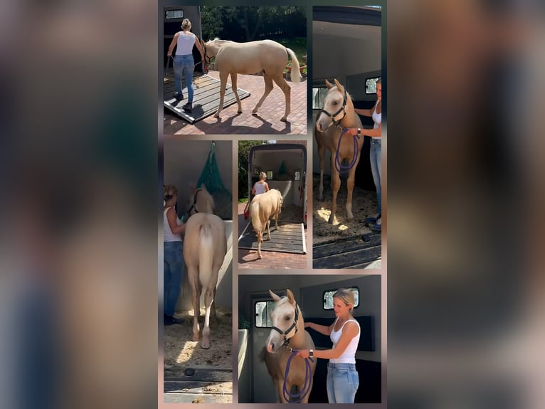 American Quarter Horse Hengst Fohlen (02/2025) in Schlammersdorf