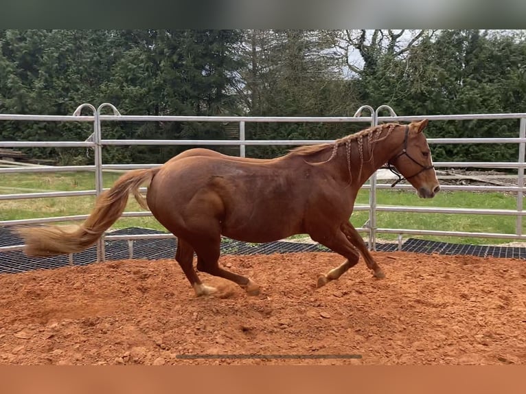 American Quarter Horse Hengst Fuchs in Selchenbach