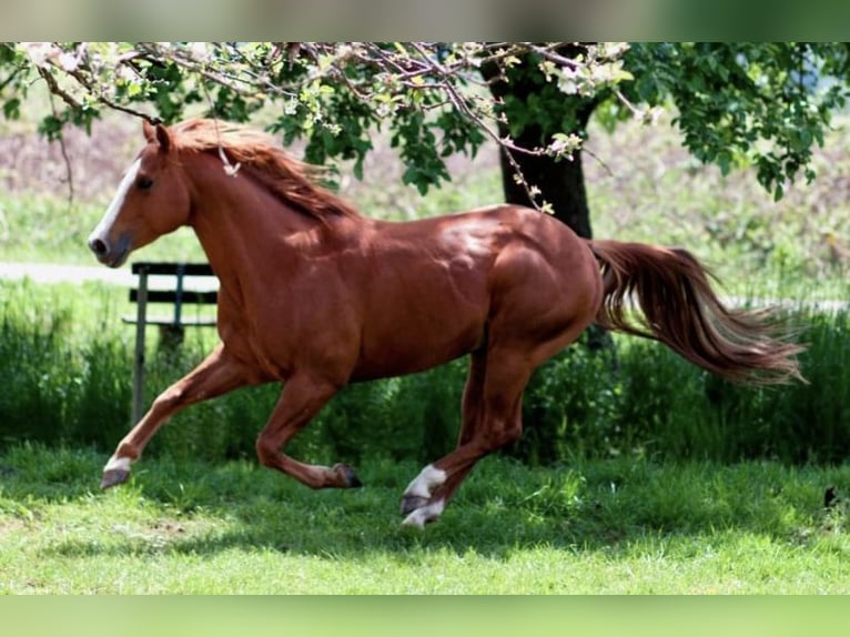 American Quarter Horse Hengst Fuchs in Selchenbach