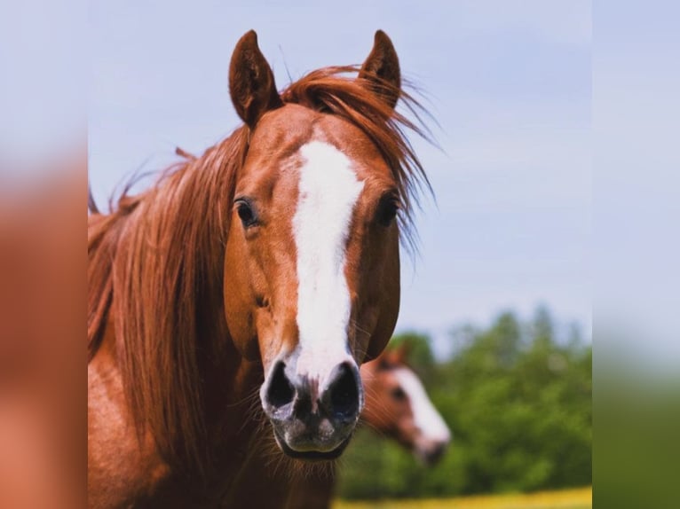 American Quarter Horse Hengst Fuchs in Selchenbach