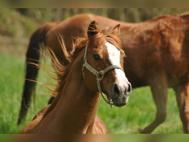 American Quarter Horse Hengst Fuchs in Selchenbach