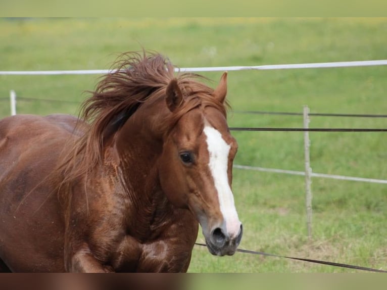 American Quarter Horse Hengst Fuchs in Selchenbach