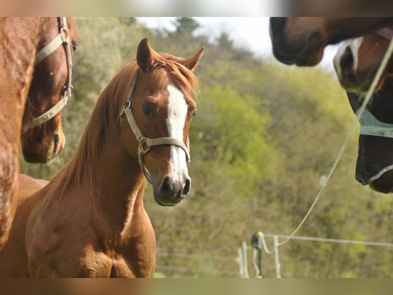 American Quarter Horse Hengst Fuchs in Selchenbach