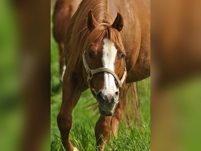 American Quarter Horse Hengst Fuchs in Selchenbach