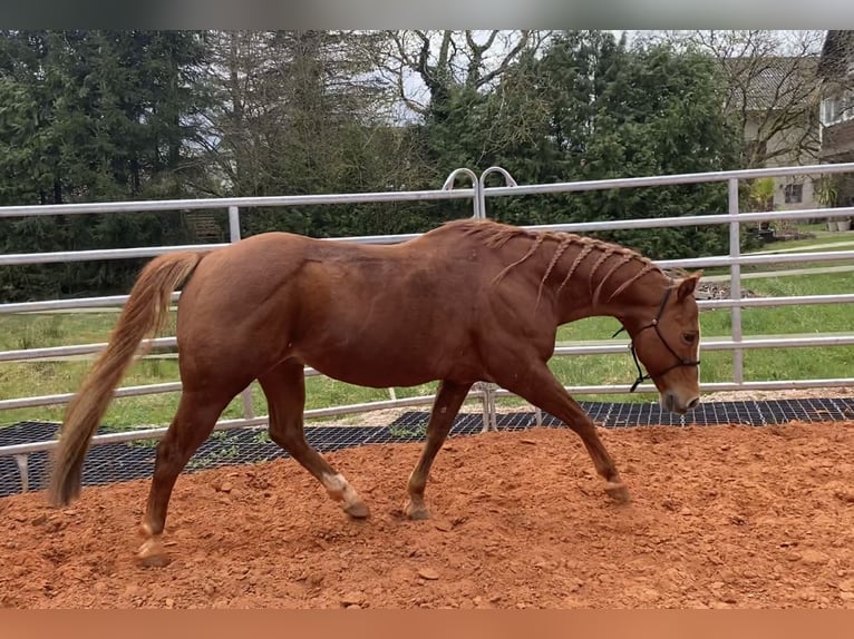 American Quarter Horse Hengst Fuchs in Selchenbach