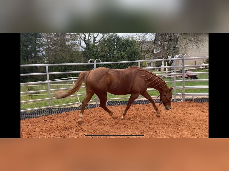 American Quarter Horse Hengst Fuchs in Selchenbach