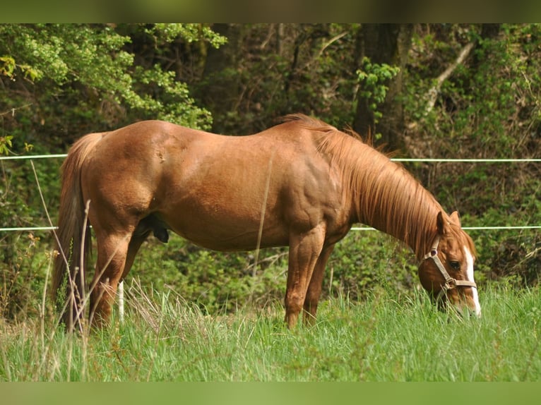 American Quarter Horse Hengst Fuchs in Selchenbach