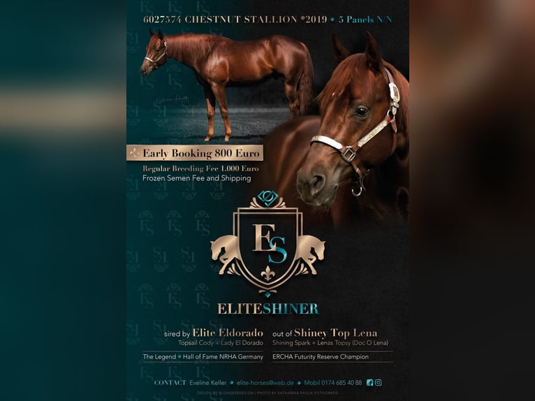 American Quarter Horse Hengst Fuchs in Kirchdorf an der Iller
