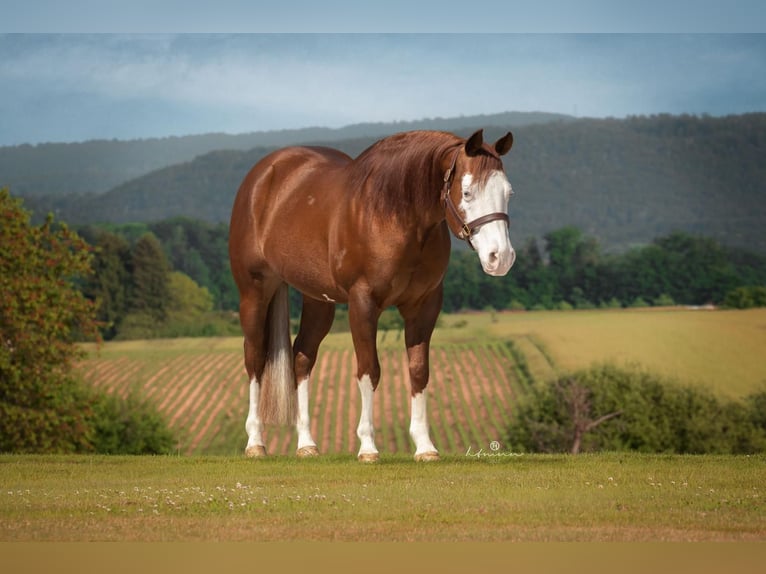 American Quarter Horse Hengst Fuchs in Bonndorf im Schwarzwald