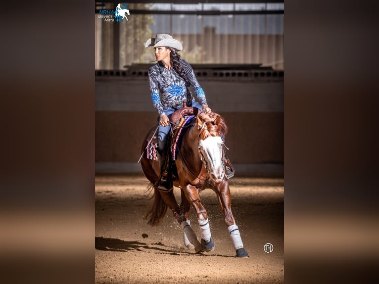 American Quarter Horse Hengst Fuchs in Rottweil