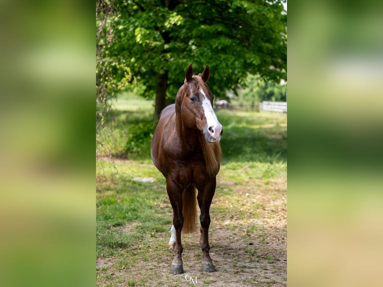 American Quarter Horse Hengst Fuchs in Erding