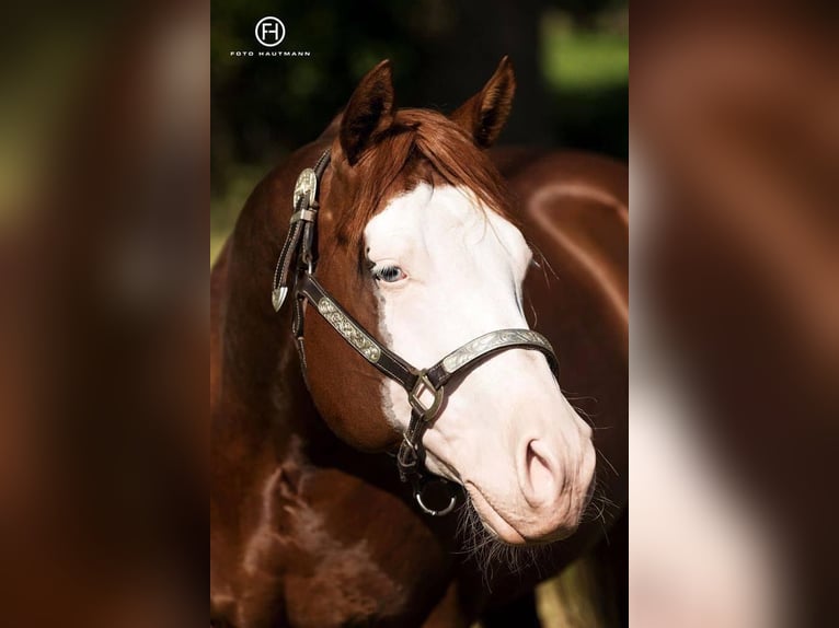 American Quarter Horse Hengst Fuchs in Mellingen