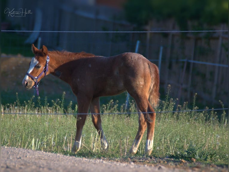 American Quarter Horse Hengst Fuchs in Mellingen