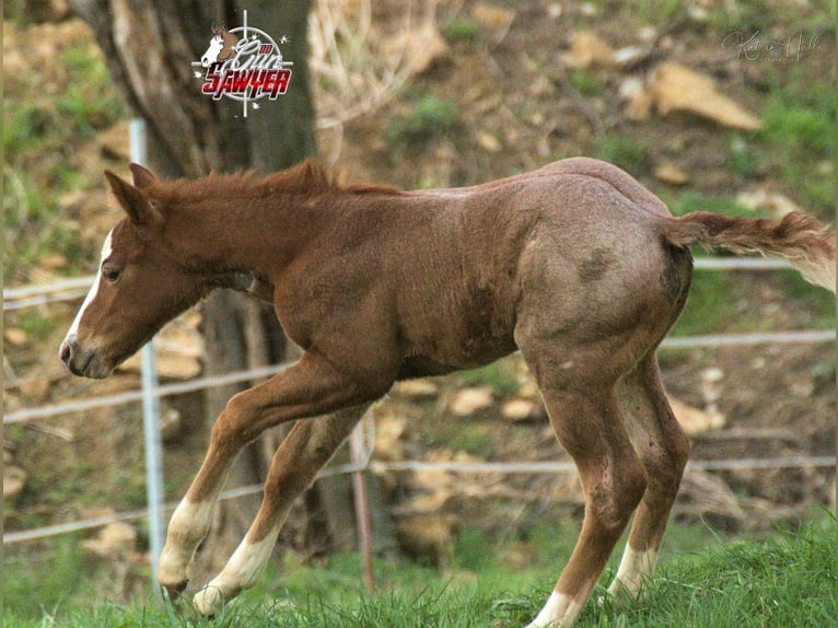 American Quarter Horse Hengst Fuchs in Mellingen