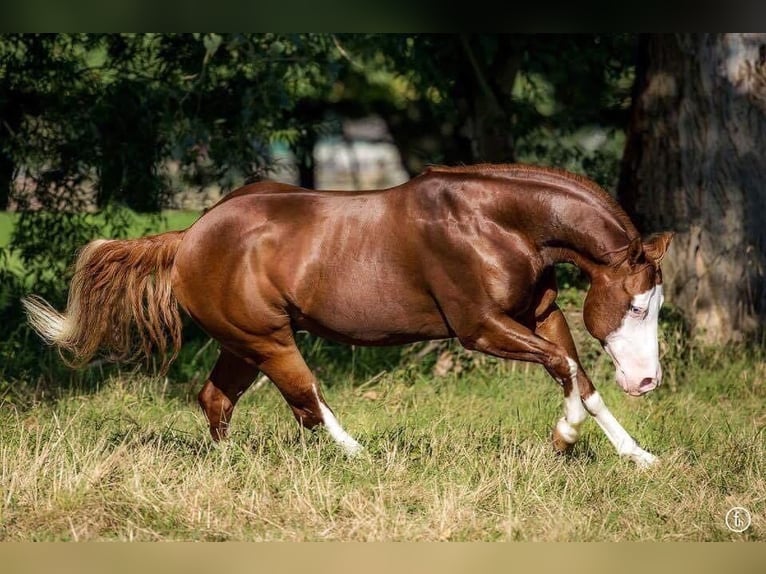 American Quarter Horse Hengst Fuchs in Mellingen