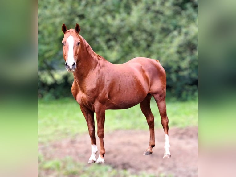 American Quarter Horse Hengst Fuchs in Melle