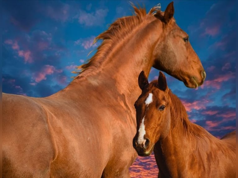 American Quarter Horse Hengst Fuchs in Theisseil