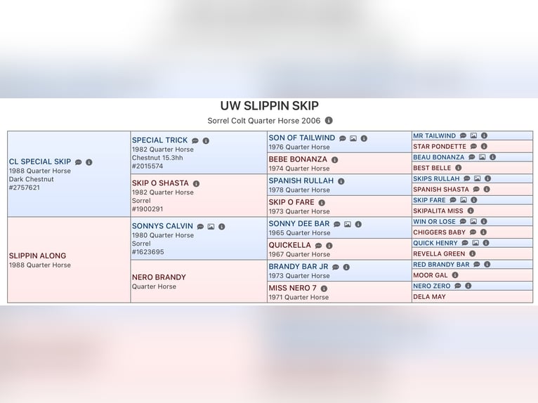 American Quarter Horse Hengst Fuchs in Forst (Lausitz)