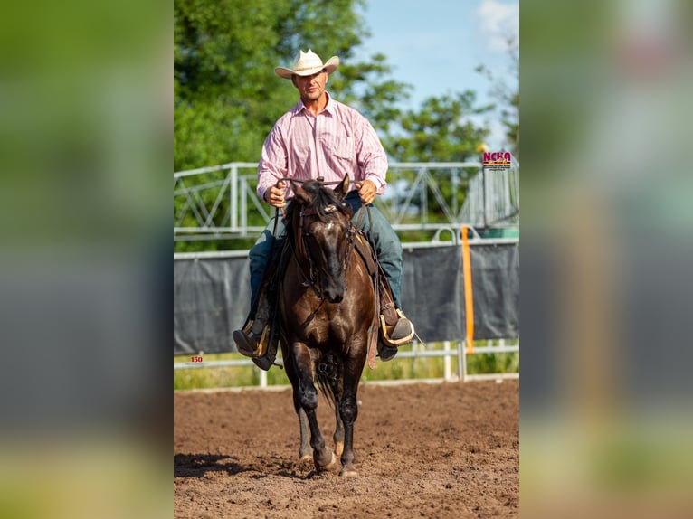 American Quarter Horse Hengst Grullo in HennefHennef
