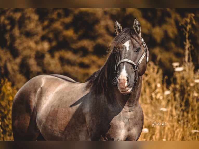 American Quarter Horse Hengst Grullo in Waldshut-Tiengen