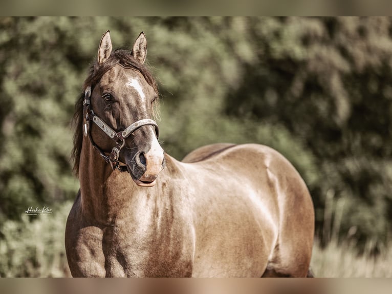American Quarter Horse Hengst Grullo in Waldshut-Tiengen