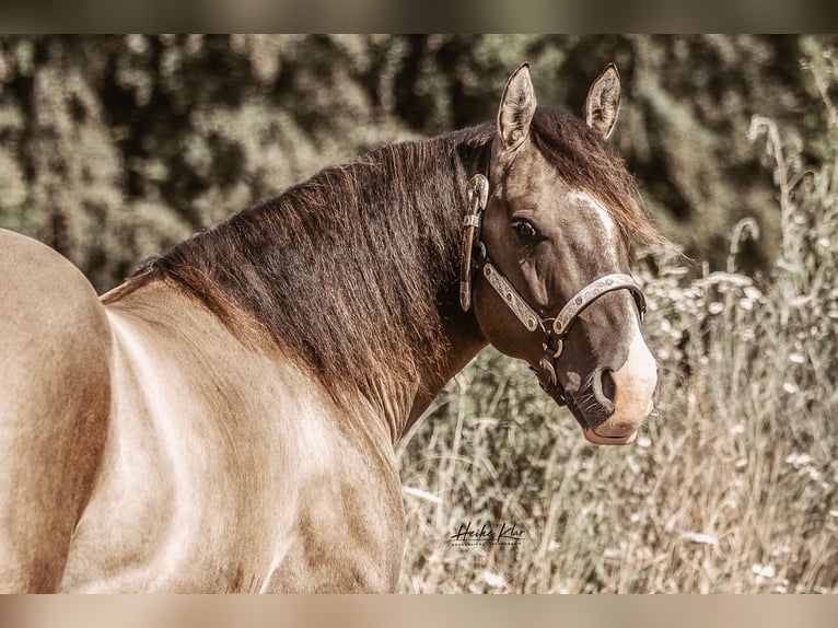American Quarter Horse Hengst Grullo in Waldshut-Tiengen