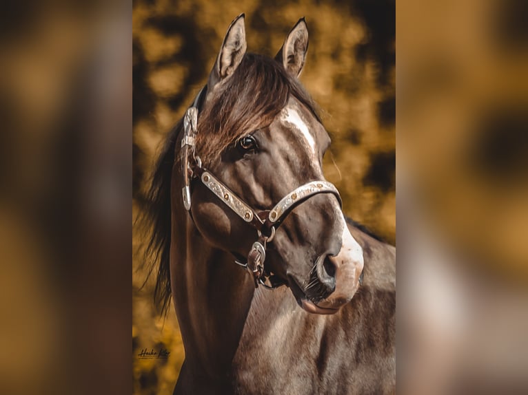 American Quarter Horse Hengst Grullo in Waldshut-Tiengen