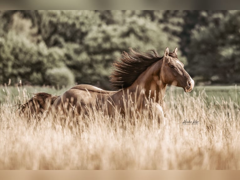 American Quarter Horse Hengst Grullo in Waldshut-Tiengen