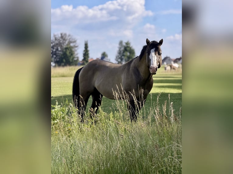 American Quarter Horse Hengst Grullo in Quitzdorf am See