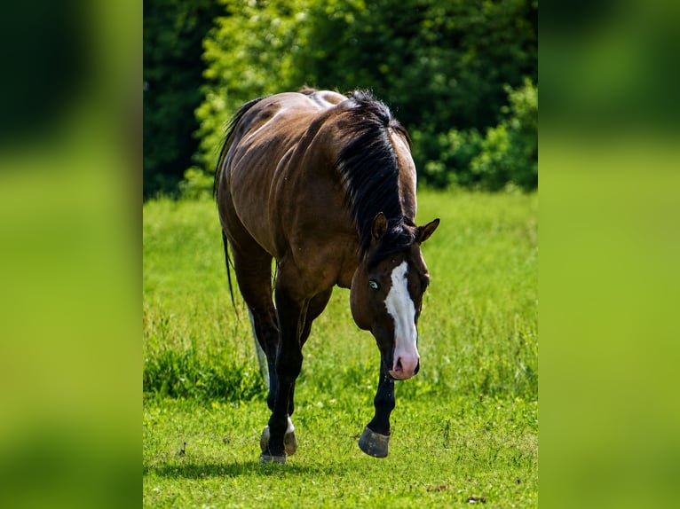 American Quarter Horse Hengst Grullo in Quitzdorf am See