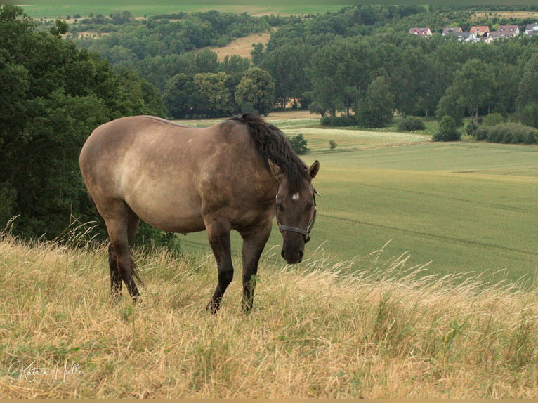 American Quarter Horse Hengst Grullo in Mellingen