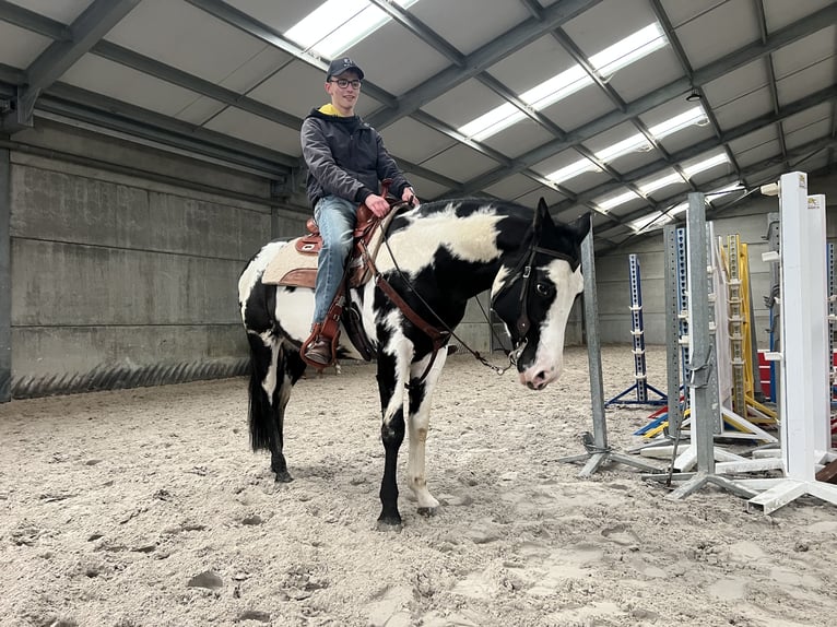 American Quarter Horse Hengst Overo-alle-Farben in Daknam