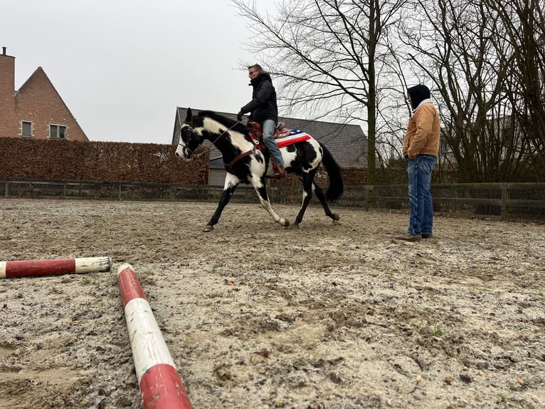 American Quarter Horse Hengst Overo-alle-Farben in Daknam