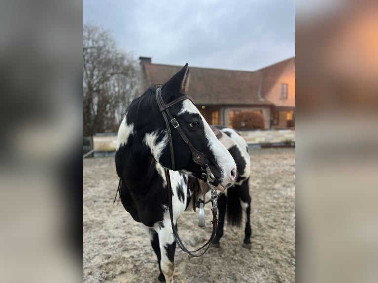 American Quarter Horse Hengst Overo-alle-Farben in Daknam