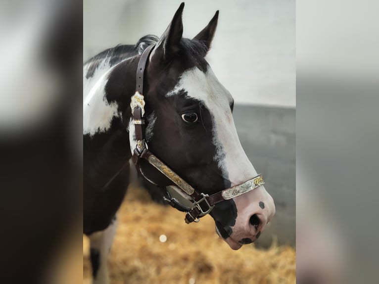 American Quarter Horse Hengst Overo-alle-Farben in Daknam