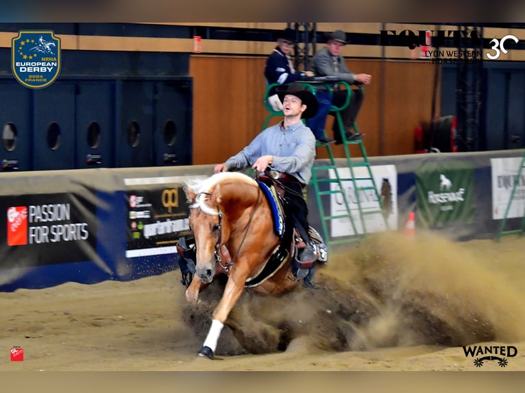 American Quarter Horse Hengst Palomino in Tiefenbach