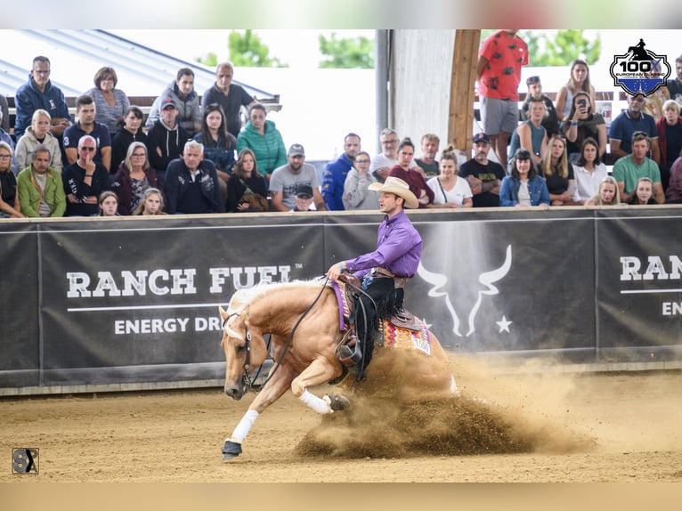 American Quarter Horse Hengst Palomino in Tiefenbach